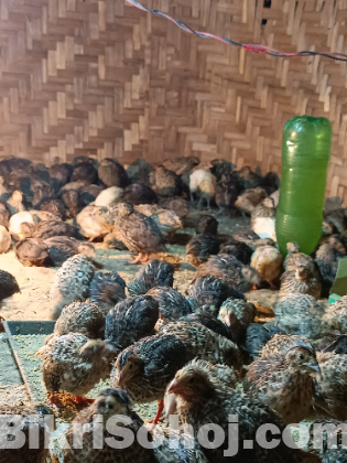 রানিং কোয়েল পাখি